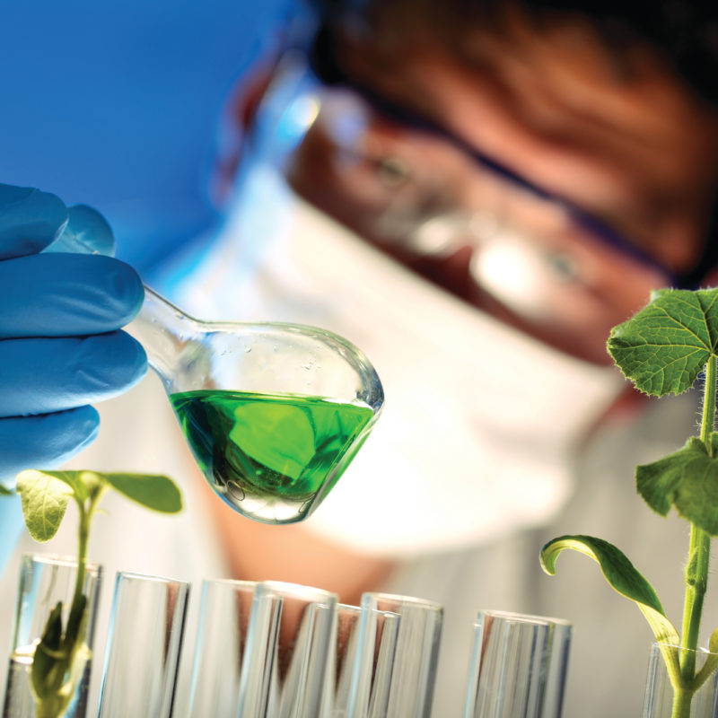 Scientist holding and examining samples with plants