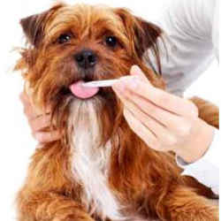 Naukowcy współpracujący z PPNT opracowali preparat przeciwko parodontozie u psów i kotów
