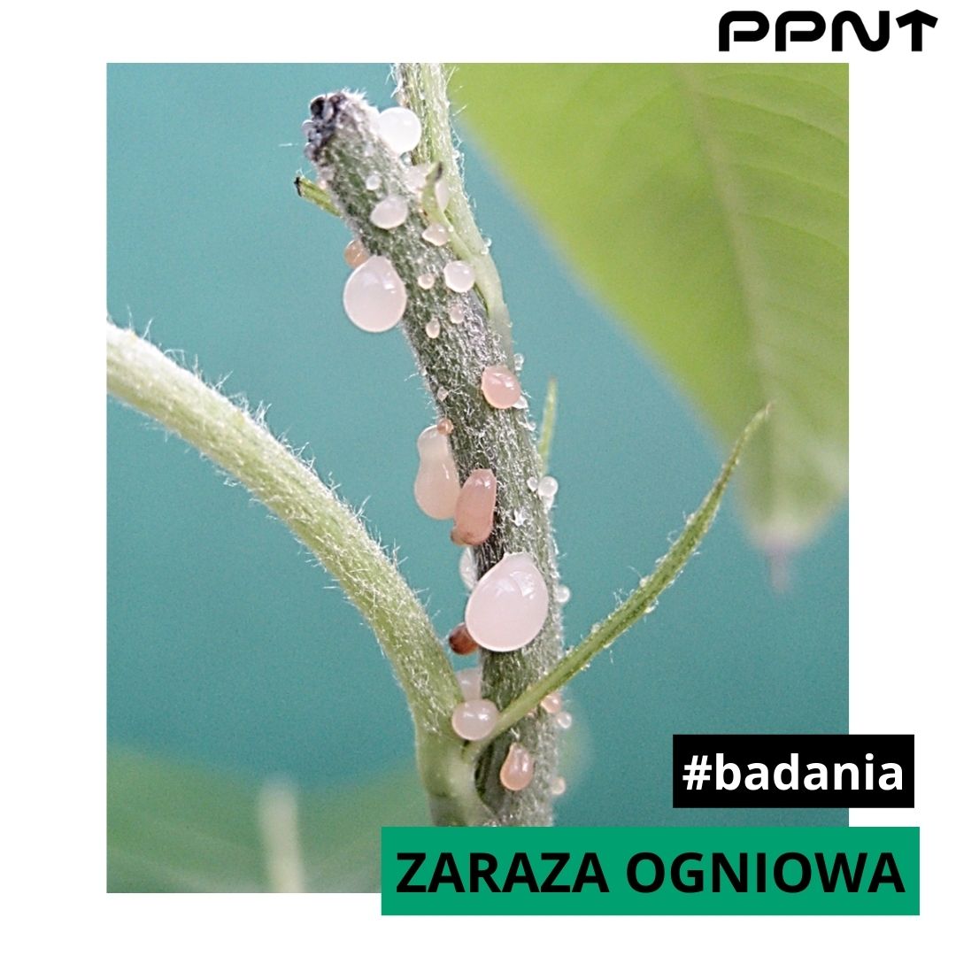 zaraza ogniowa